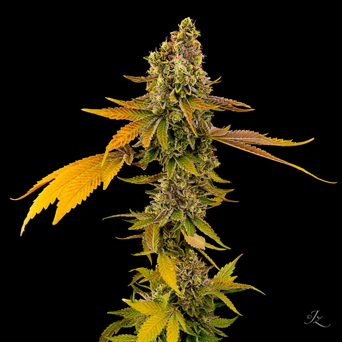 AfghanDiesel_1