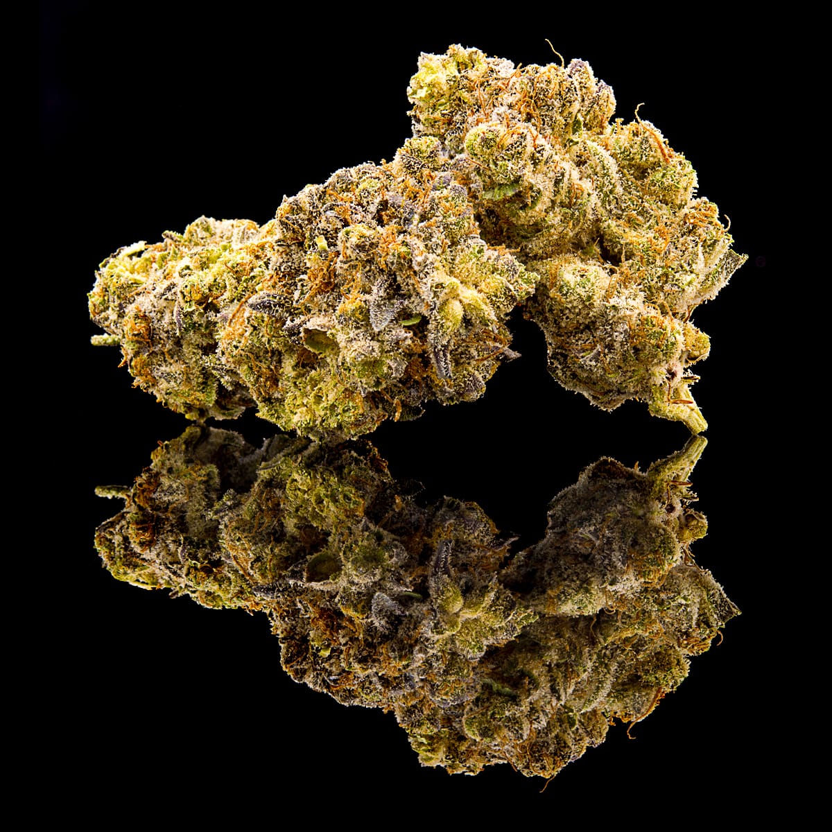 BlackMamba_Nugs