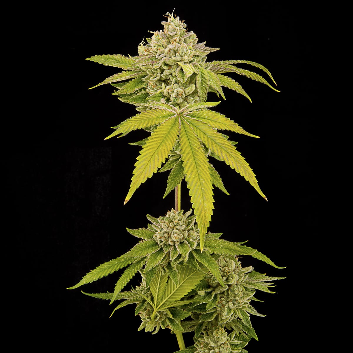 CakeFrosting_Plant