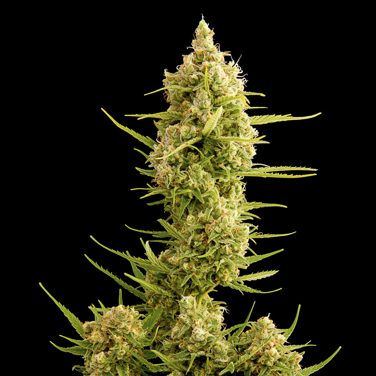 SuperSilverHaze_Plant