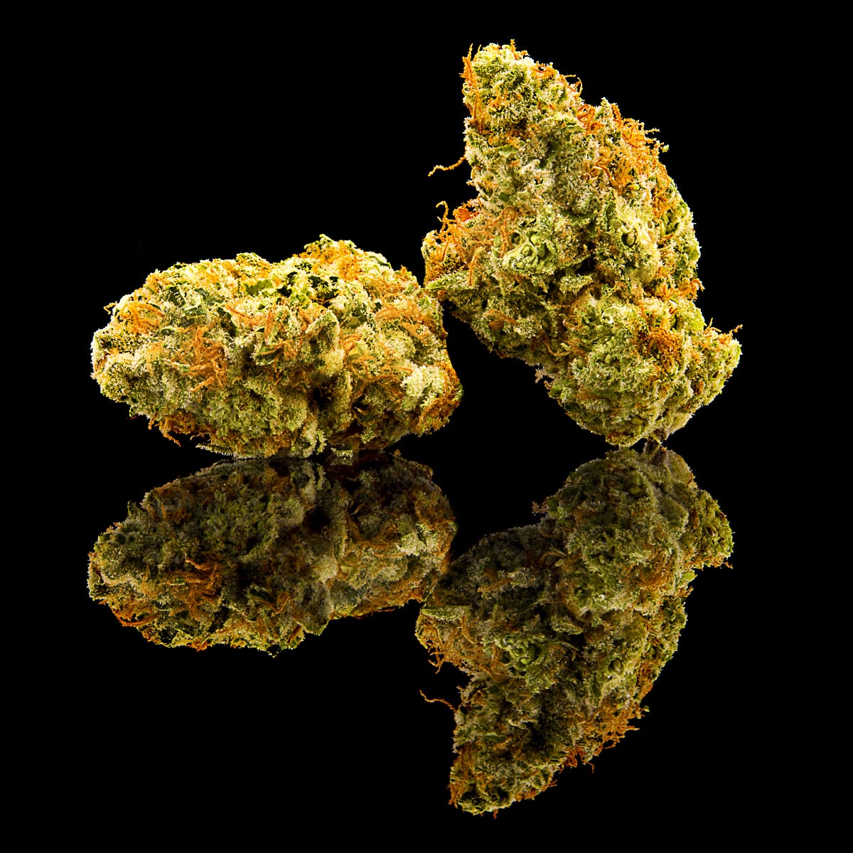 Tangie_Nugs