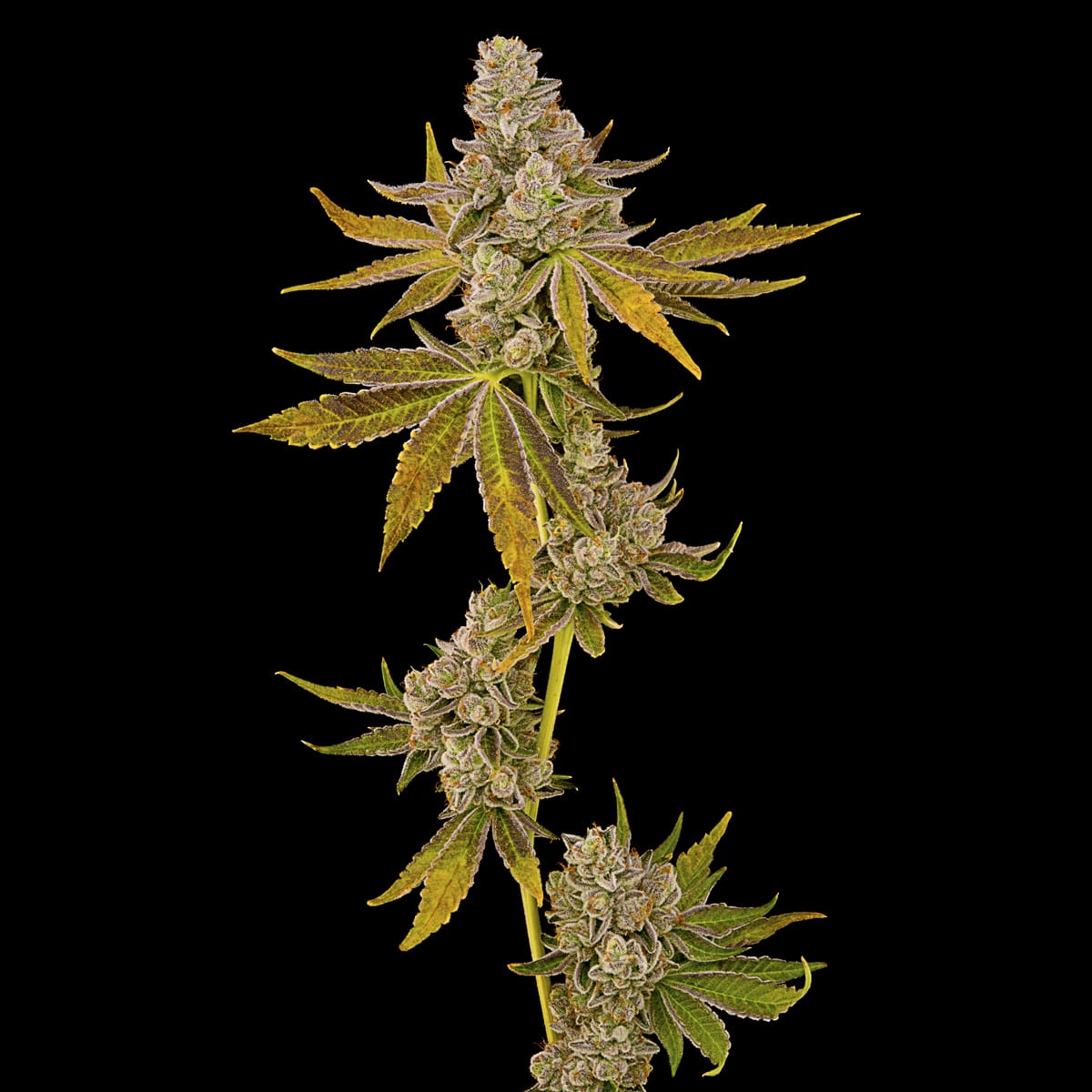 ZOZXPOC2_Plant