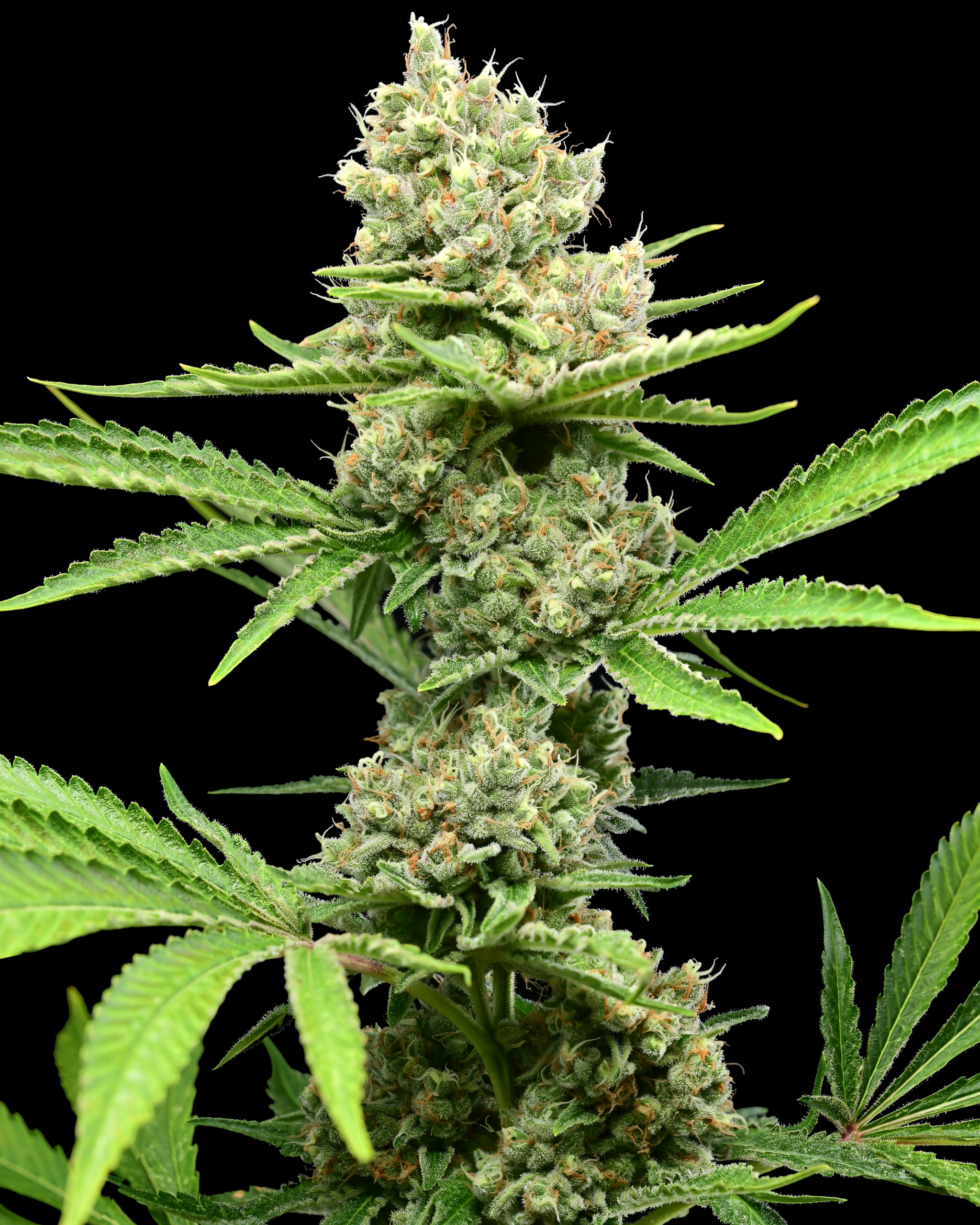 pineapple-express-3