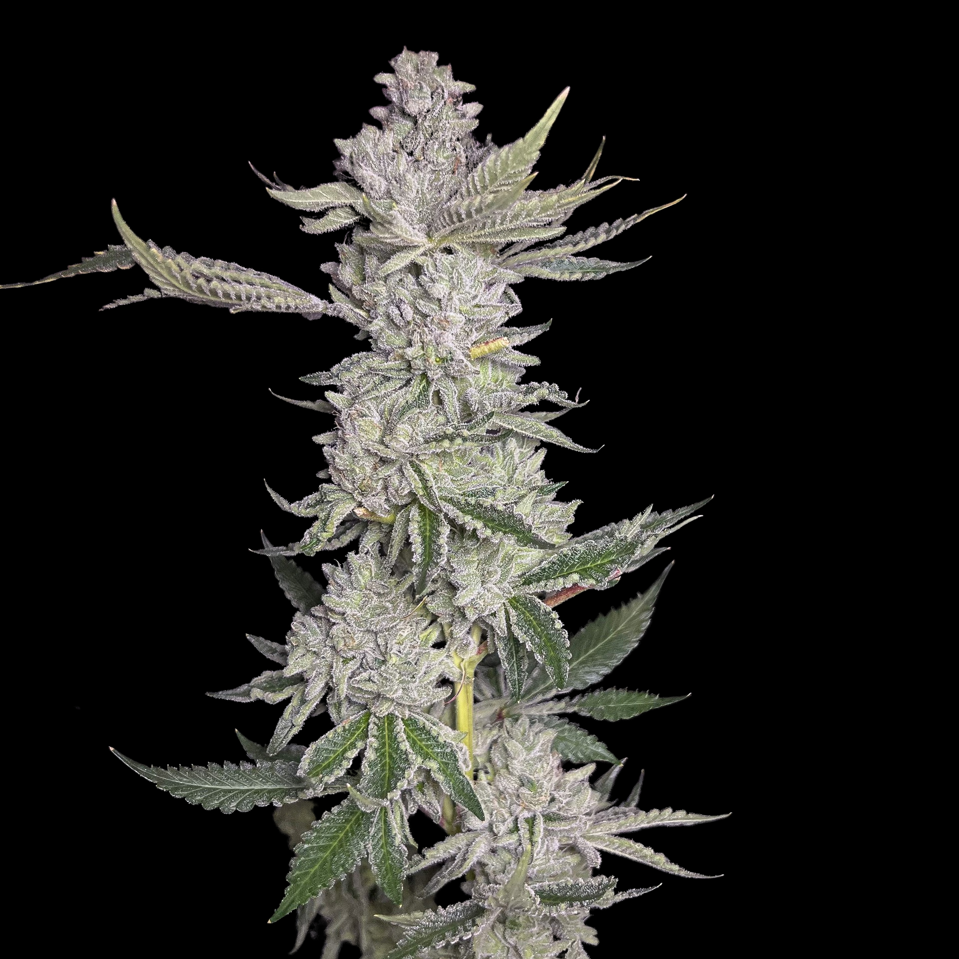 TropicalSherbetPlant