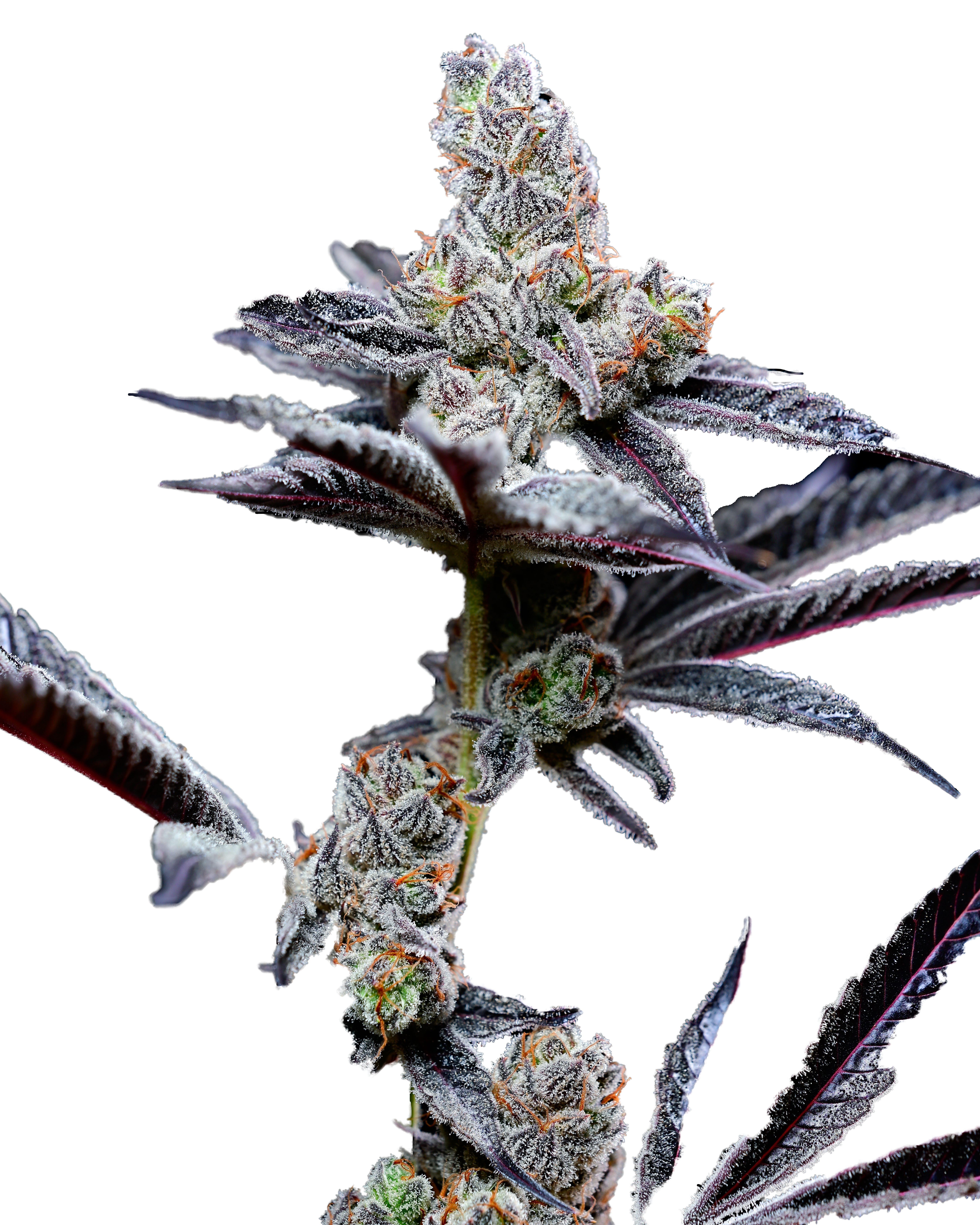 Garlic-Grape1