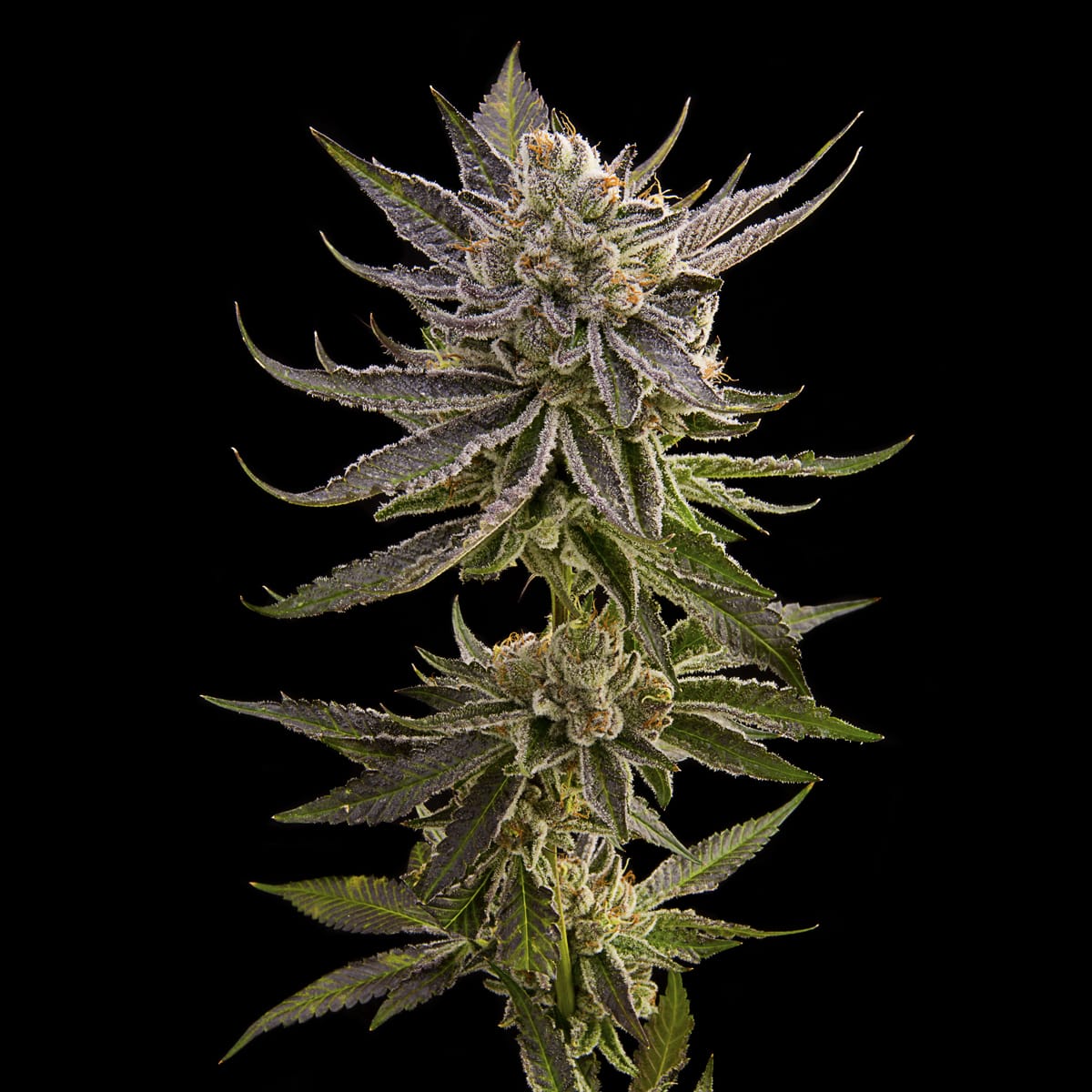 CakeCrasher_Plant (1)
