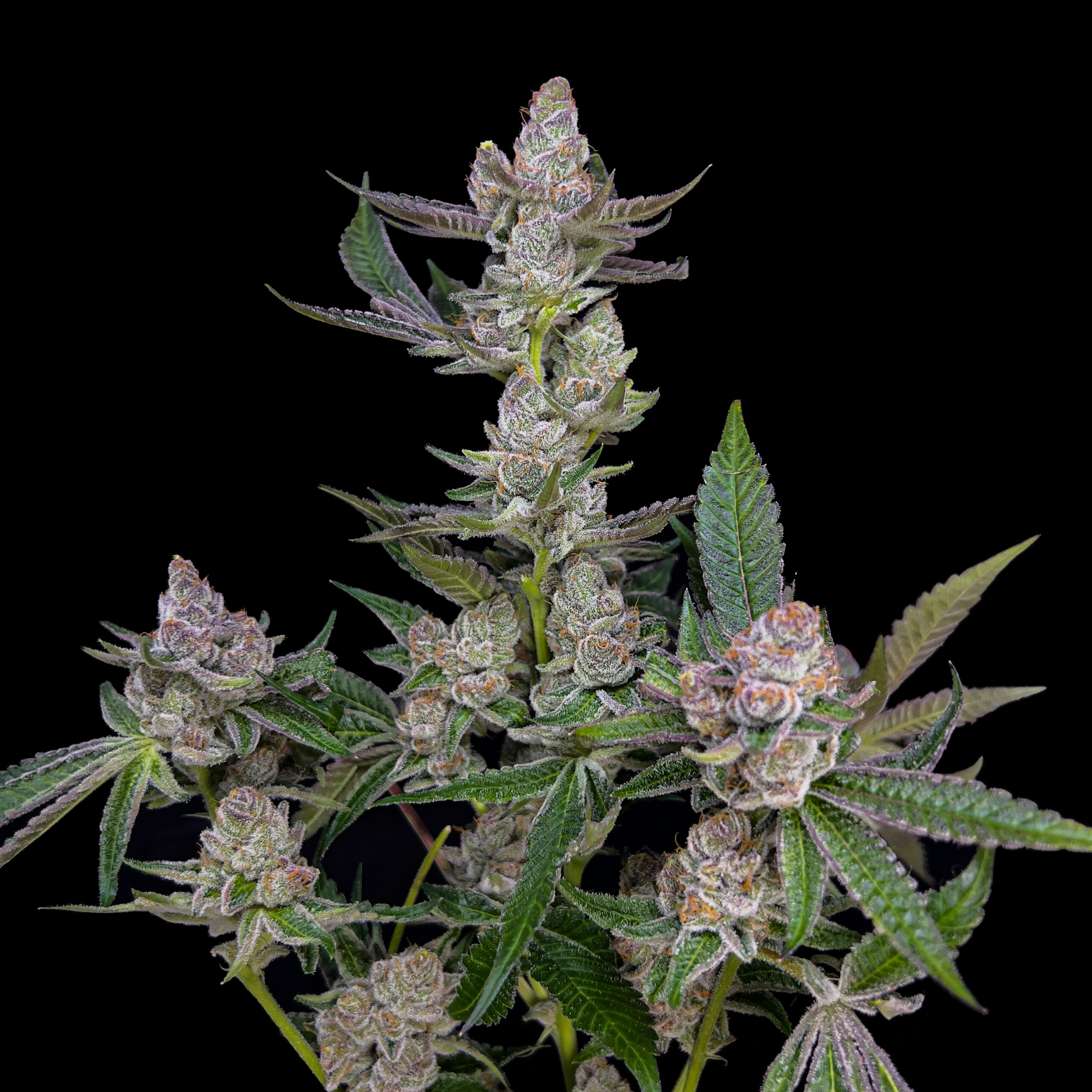 Copy of OrangeCookies-2