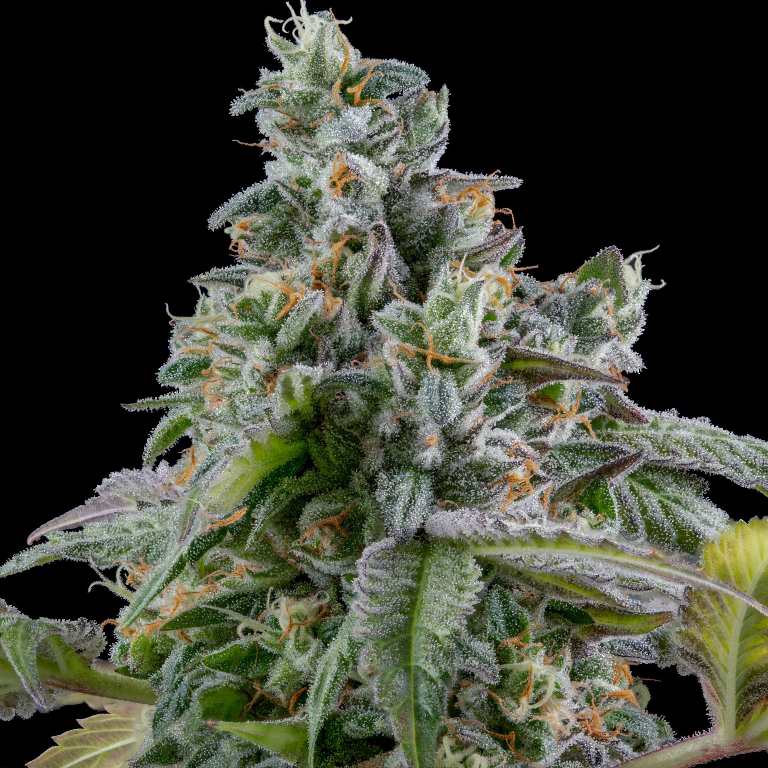 PinkGrapes12