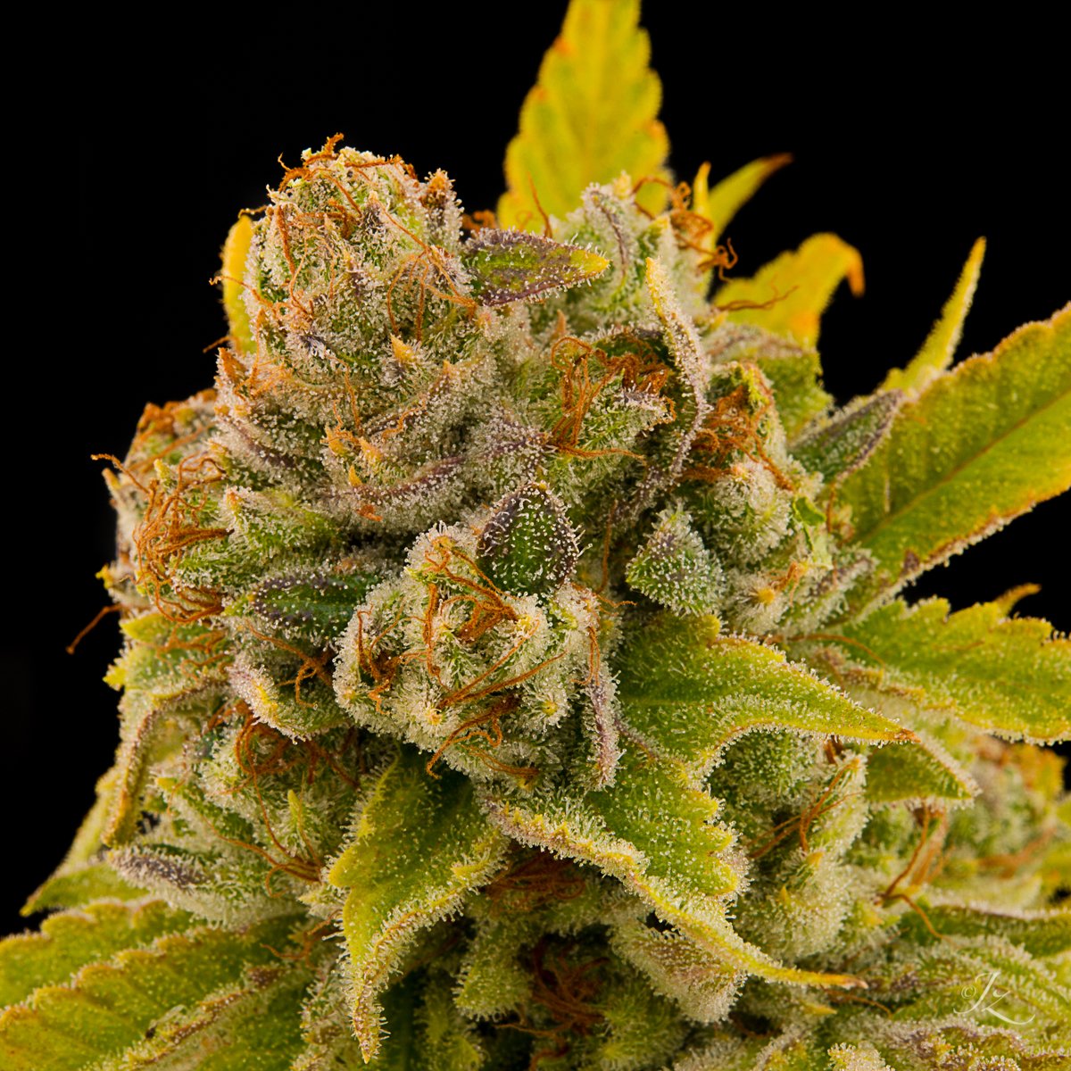rainbowguava