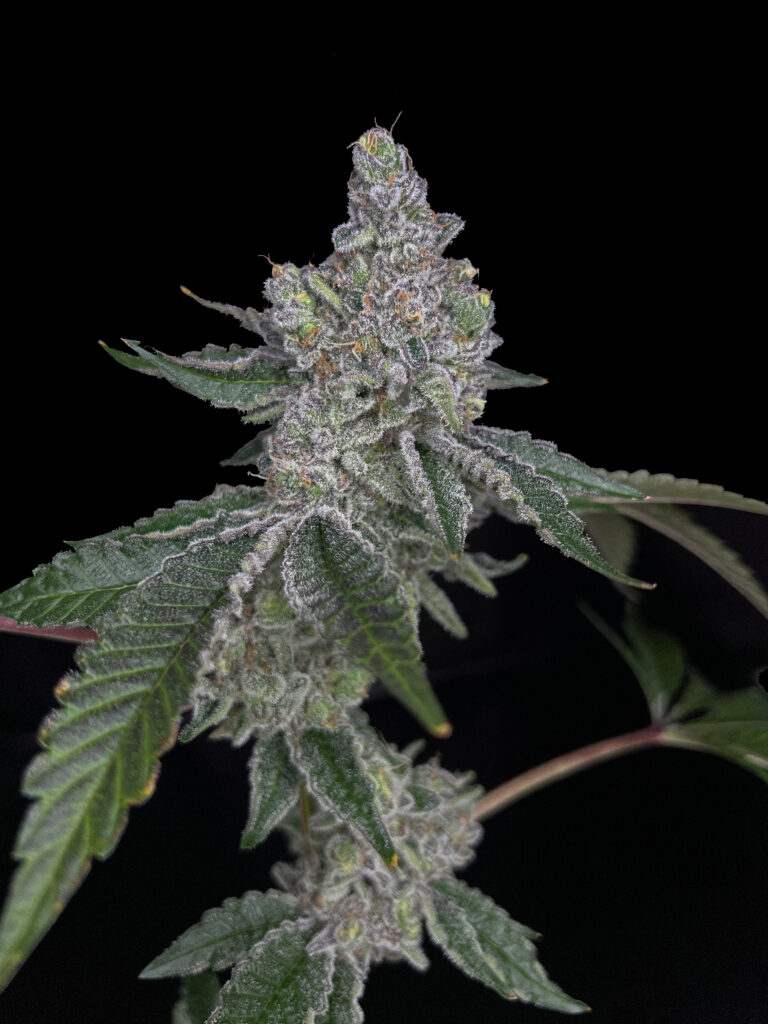 GrapeCreamCake