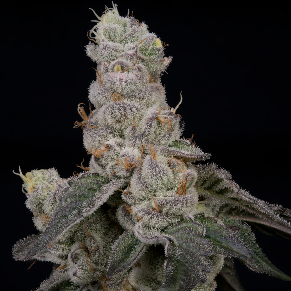 GrapeStank